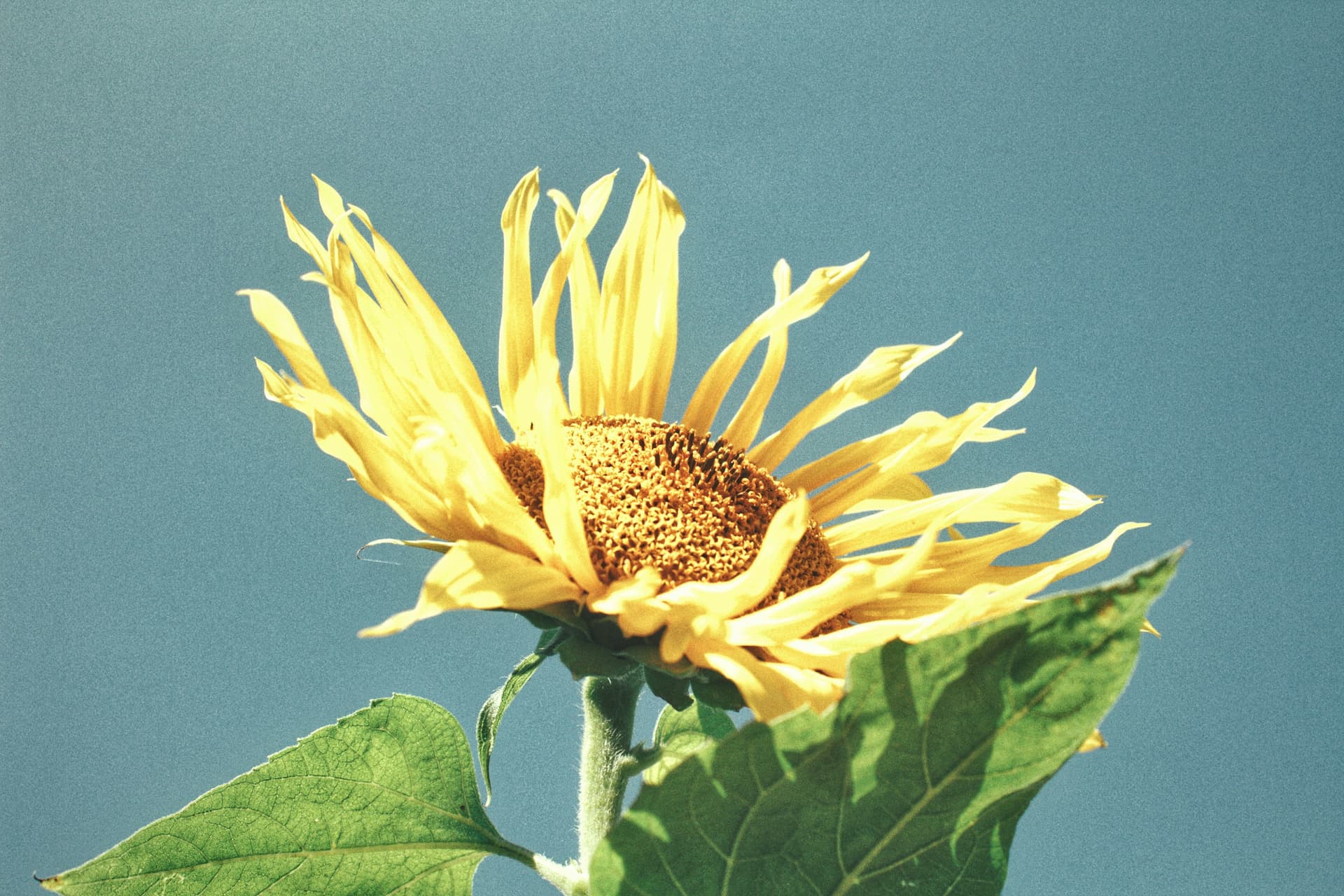 Sunflower against a clear blue sky with some petals and leaves visible.